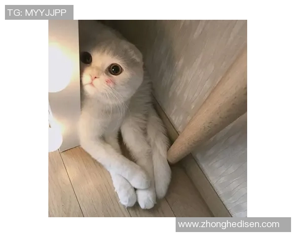 高清足球明星猫咪头像合集让你爱不释手的可爱选择 高清足球明星猫咪头像合集让你爱不释手的可爱选择